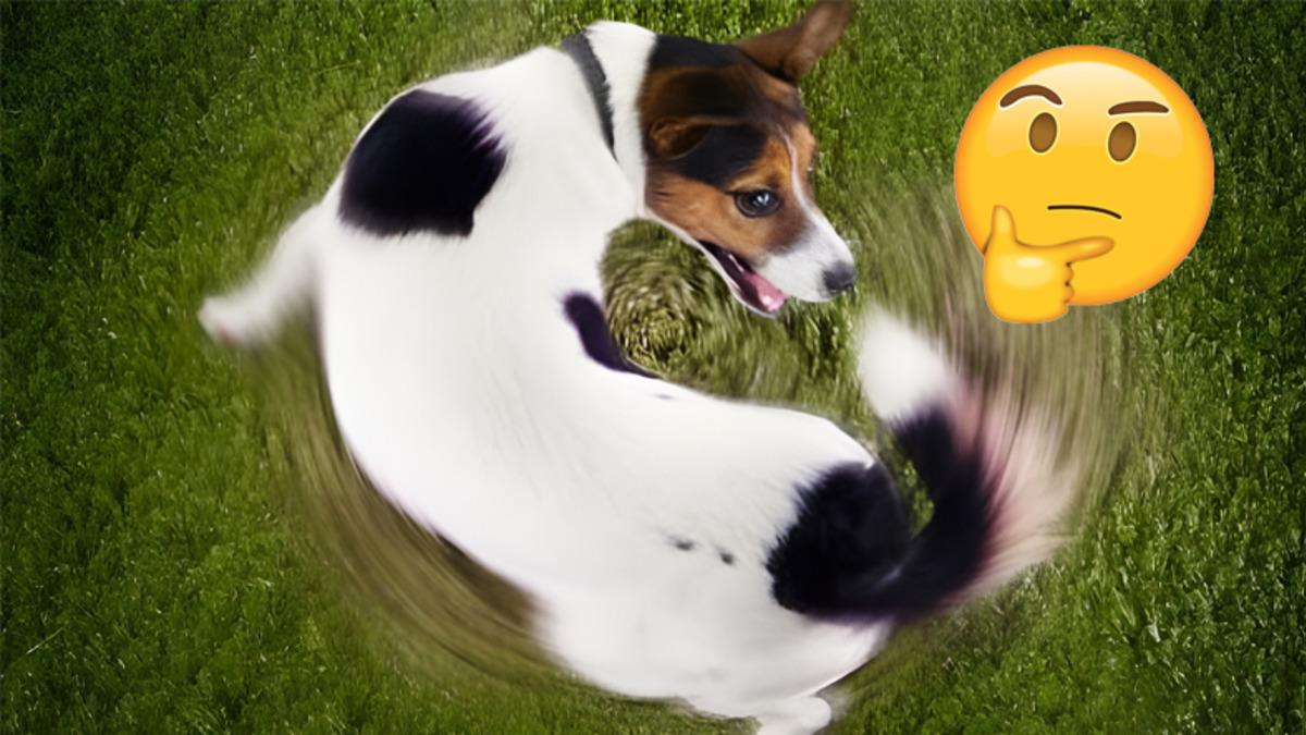 Köpekler Tuvaletlerini Yapmadan Önce Neden Etraflarında Bir Kaç Kez Dönerler? (Sevimlilik Olsun Diye Değil!)