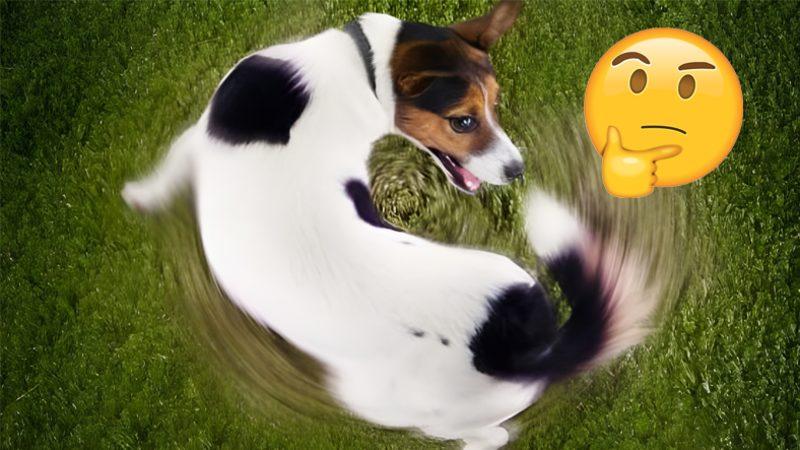 Köpekler Tuvaletlerini Yapmadan Önce Neden Etraflarında Bir Kaç Kez Dönerler? (Sevimlilik Olsun Diye Değil!)