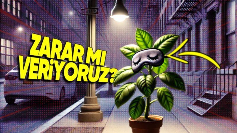 Sokak Lambaları, Tıpkı Bizim Gibi Uyku Döngüleri Olan Bitkilerin Geceleri Uyanık Kalmasına mı Sebep Oluyor?
