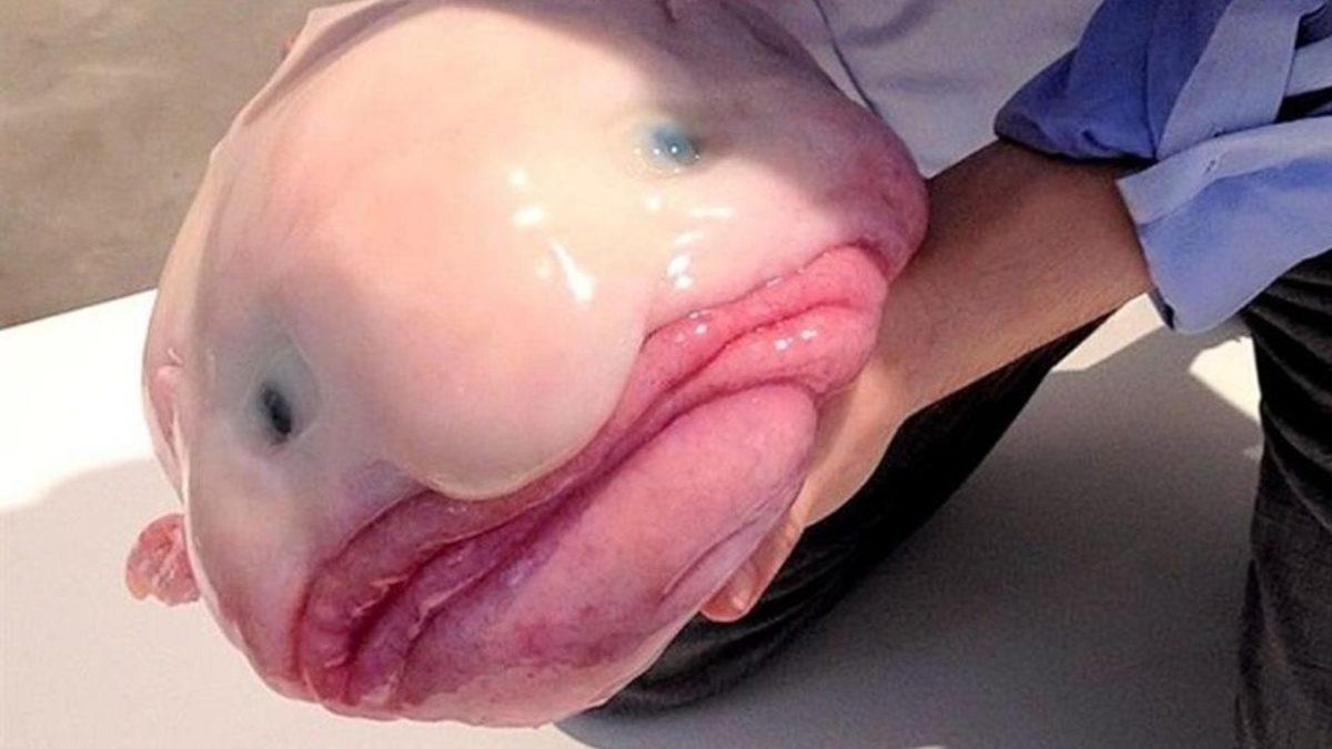 ’Dünyanın En Çirkin Hayvanı’ Seçilen Blobfish’in İnanması Güç Özellikleri