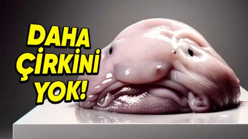 ’Dünyanın En Çirkin Hayvanı’ Seçilen Blobfish’in İnanması Güç Özellikleri