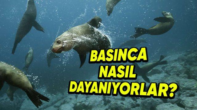 Deniz Memelileri Su Altındaki Yüksek Basınçta Hayatta Kalmayı Nasıl Başarıyor? (Bizim Kulaklarımız Çoktan Tıkanmıştı)