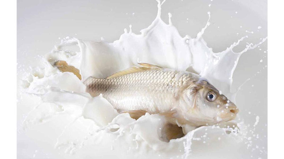 Balık ve Süt Ürünlerini Birlikte Tüketmek Gerçekten de Zehirler mi Yoksa Şehir Efsanesinden mi İbaret?