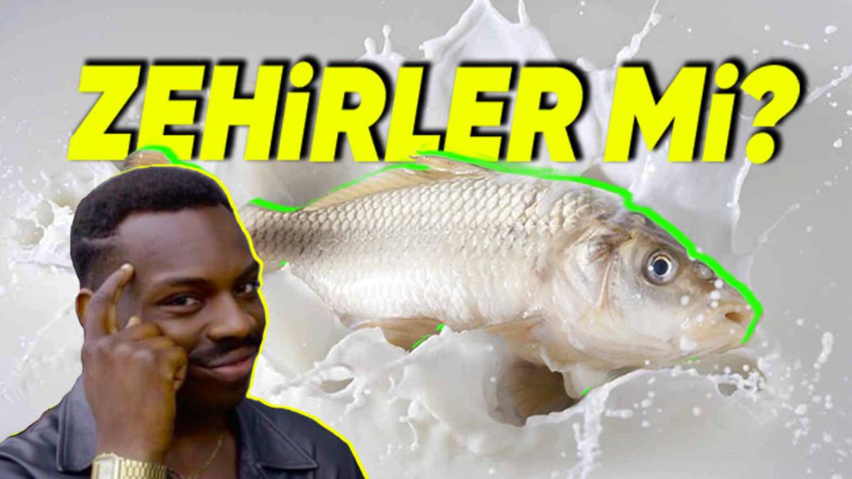 Balık ve Süt Ürünlerini Birlikte Tüketmek Gerçekten de Zehirler mi Yoksa Şehir Efsanesinden mi İbaret?