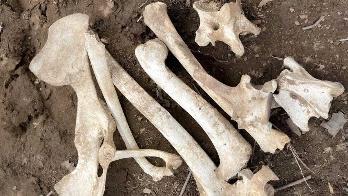 İskelet Bilimi: Toprağın Altında Diğer Tüm Organlar Çürürken Kemikler Uzun Yıllar Geçse Bile Neden Çürümez?