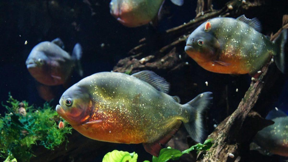 Tuzlu Su Balıkları, Tatlı Sularda Sanki Hiçbir Farklılık Yokmuş Gibi Yaşamaya Devam Edebilir mi?