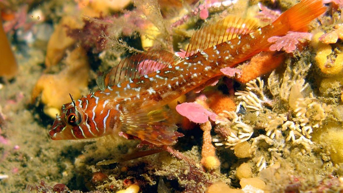 Tuzlu Su Balıkları, Tatlı Sularda Sanki Hiçbir Farklılık Yokmuş Gibi Yaşamaya Devam Edebilir mi?