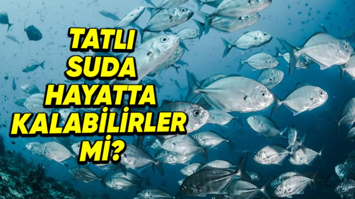 Tuzlu Su Balıkları, Tatlı Sularda Sanki Hiçbir Farklılık Yokmuş Gibi Yaşamaya Devam Edebilir mi?