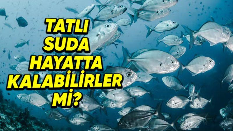 Tuzlu Su Balıkları, Tatlı Sularda Sanki Hiçbir Farklılık Yokmuş Gibi Yaşamaya Devam Edebilir mi?