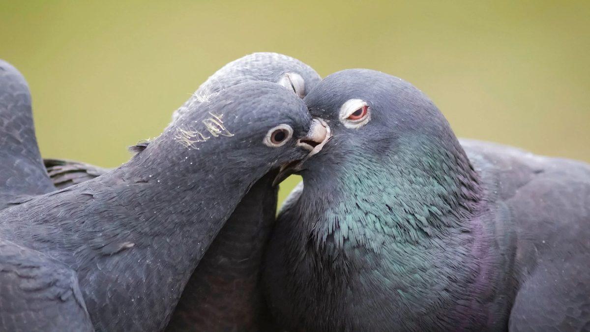 “Bir Kuş Sütü Eksik!” Derken Kastettiğimiz Kuş Sütü Gerçekten Var mı?