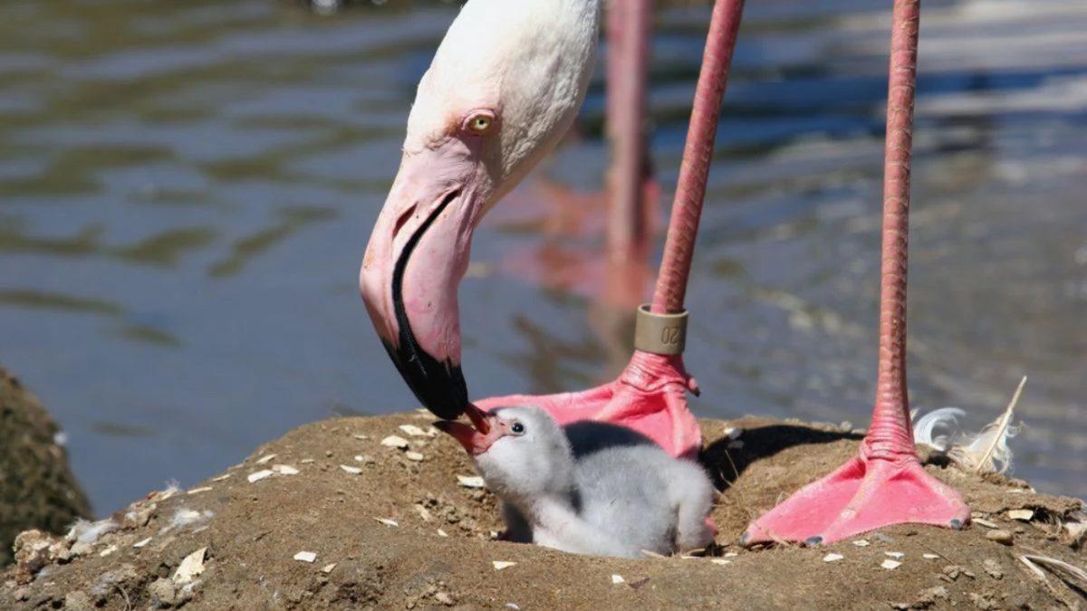 “Bir Kuş Sütü Eksik!” Derken Kastettiğimiz Kuş Sütü Gerçekten Var mı?