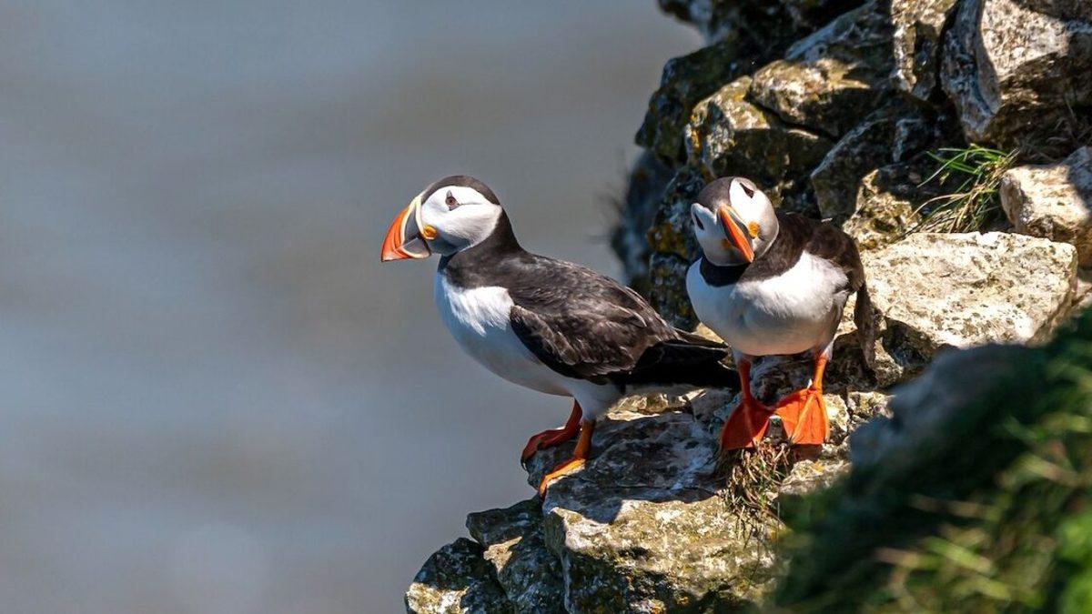 İzlanda’daki İnsanların Yavru Martıları Kayalıklardan Aşağı Atmasının Sebebi Ne?