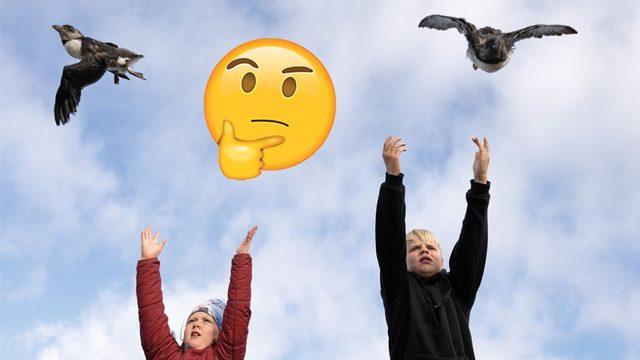 İzlanda’daki İnsanların Yavru Martıları Kayalıklardan Aşağı Atmasının Sebebi Ne?