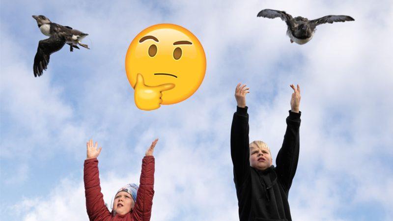 İzlanda’daki İnsanların Yavru Martıları Kayalıklardan Aşağı Atmasının Sebebi Ne?