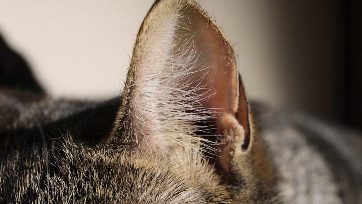 Kedi Kulaklarındaki Bu Ekstra Kıvrımın Ne İşe Yaradığını Öğrenince Bütün Taşlar Yerine Oturacak!