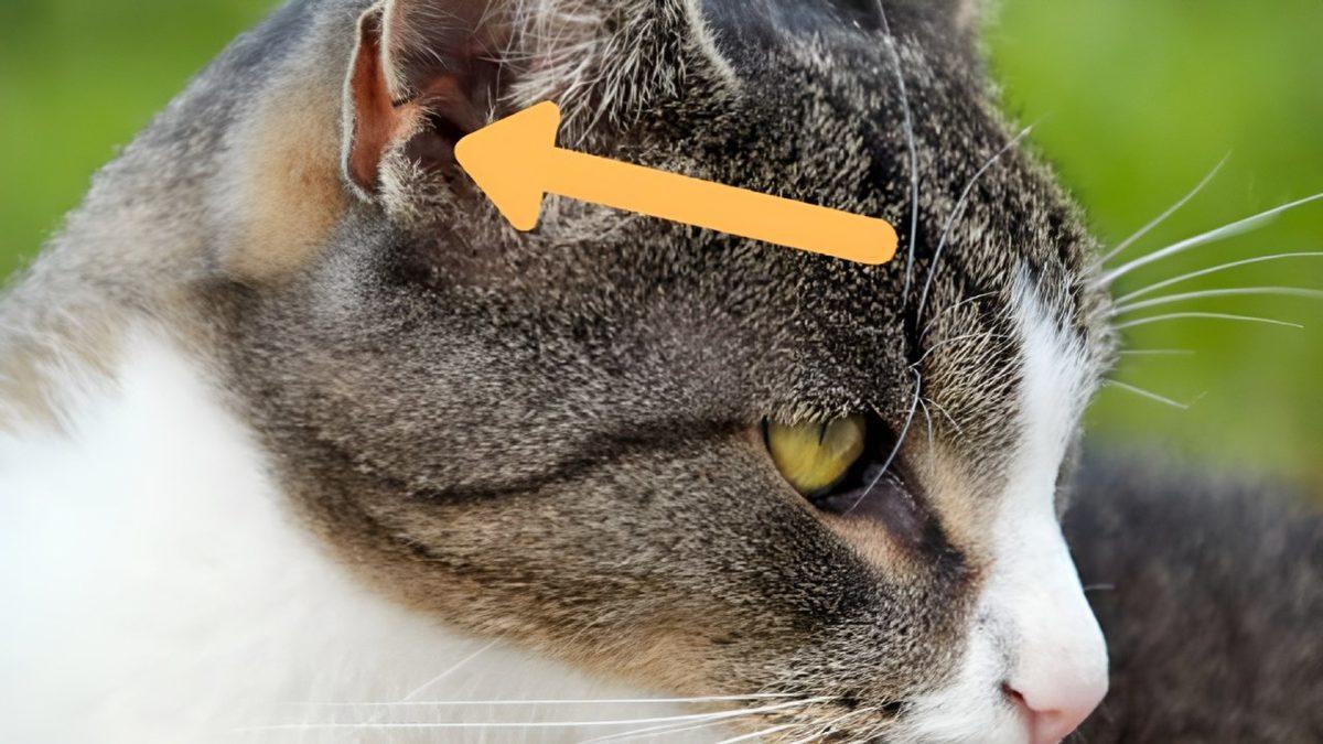 Kedi Kulaklarındaki Bu Ekstra Kıvrımın Ne İşe Yaradığını Öğrenince Bütün Taşlar Yerine Oturacak!