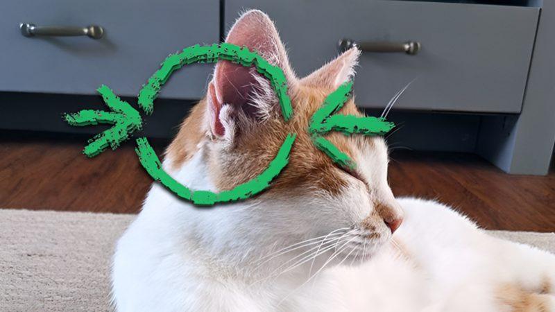 Kedi Kulaklarındaki Bu Ekstra Kıvrımın Ne İşe Yaradığını Öğrenince Bütün Taşlar Yerine Oturacak!