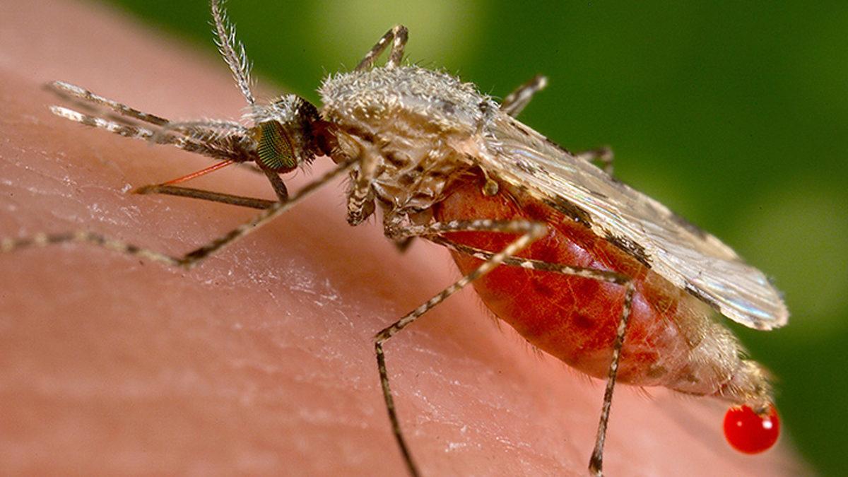 Koruyucu İlaç Sıksak Bile Sivrisineklerden Neden Kaçamıyoruz?