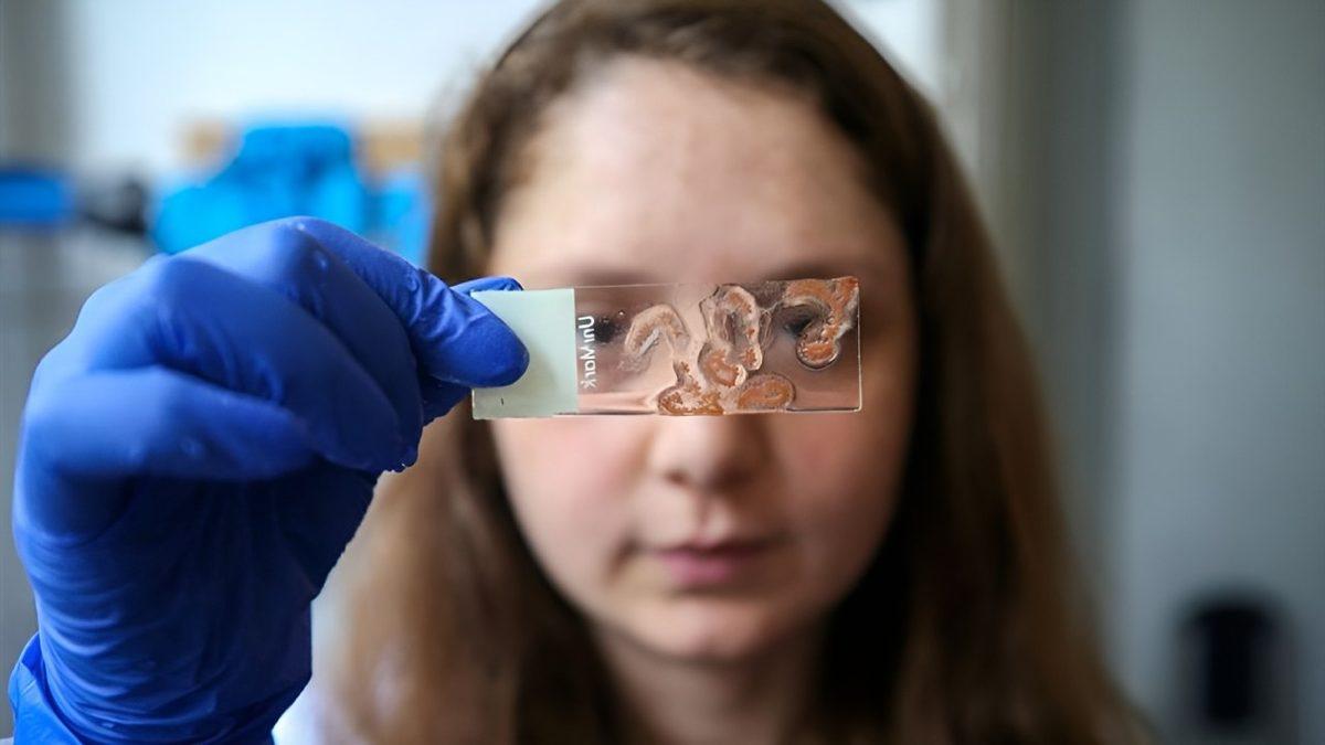 Balina ve Fil Gibi Büyük Cüsselere Sahip Hayvanlar, Nasıl Oluyor da Küçük Hayvanlara Göre Kansere Daha Az Yakalanıyor?