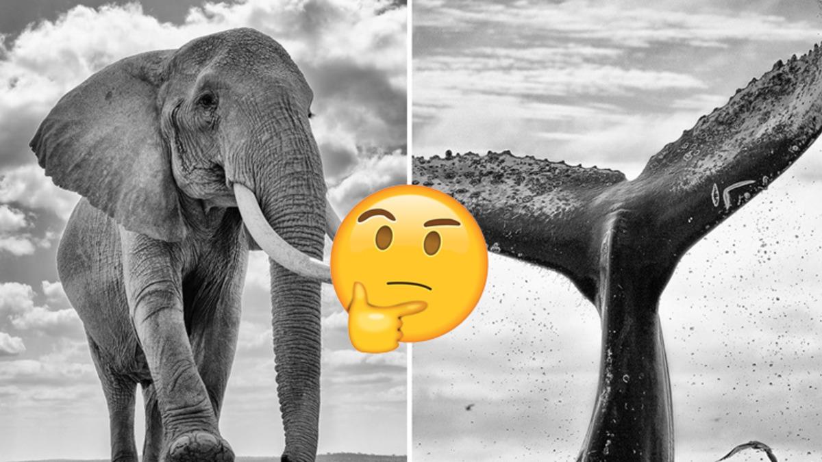 Balina ve Fil Gibi Büyük Cüsselere Sahip Hayvanlar, Nasıl Oluyor da Küçük Hayvanlara Göre Kansere Daha Az Yakalanıyor?