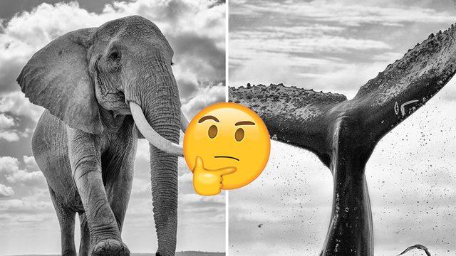Balina ve Fil Gibi Büyük Cüsselere Sahip Hayvanlar, Nasıl Oluyor da Küçük Hayvanlara Göre Kansere Daha Az Yakalanıyor?