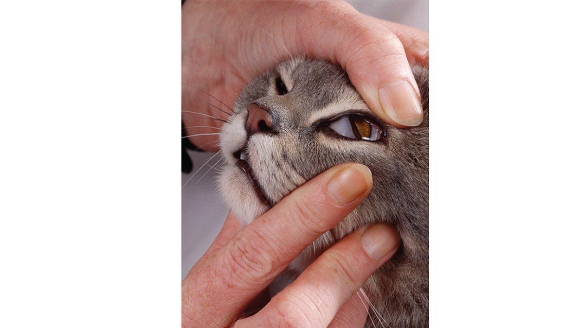 Yüzyıllar Önce Başka Bir Şey Olup Sonradan Küçülen, Gözümüzün Kenarındaki Bu Pembe Şey Ne?