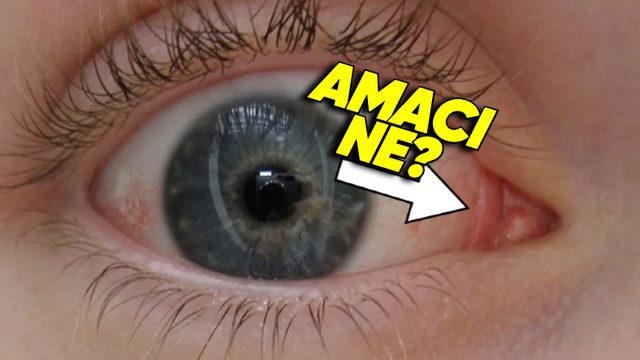 Yüzyıllar Önce Başka Bir Şey Olup Sonradan Küçülen, Gözümüzün Kenarındaki Bu Pembe Şey Ne?