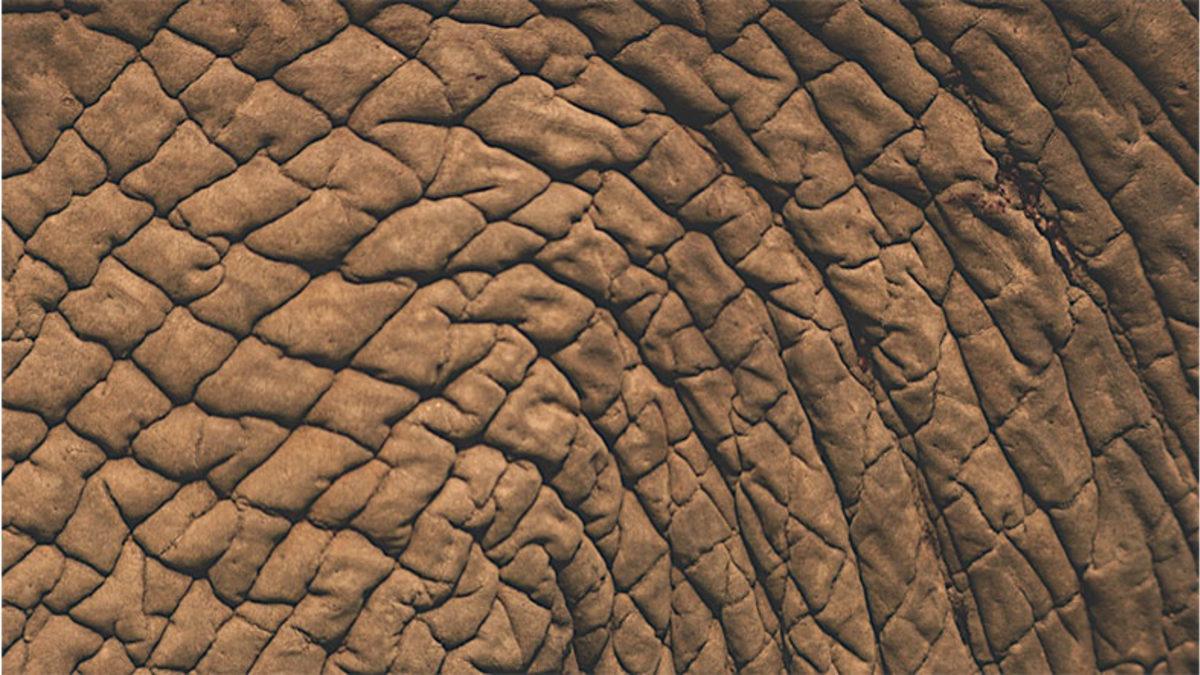 Afrika Fillerinin Derisinin Neden Bu Kadar Kırışık Olduğunu Öğrenince 