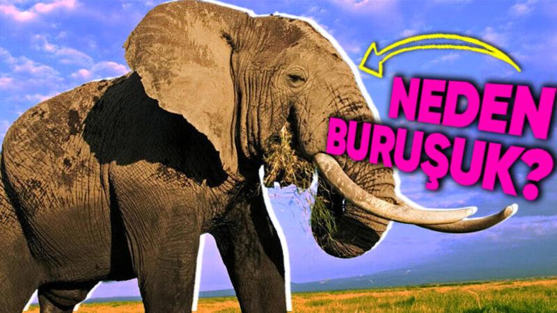 Afrika Fillerinin Derisinin Neden Bu Kadar Kırışık Olduğunu Öğrenince "İyi ki Pürüzsüz Değilmiş!" Diyeceksiniz