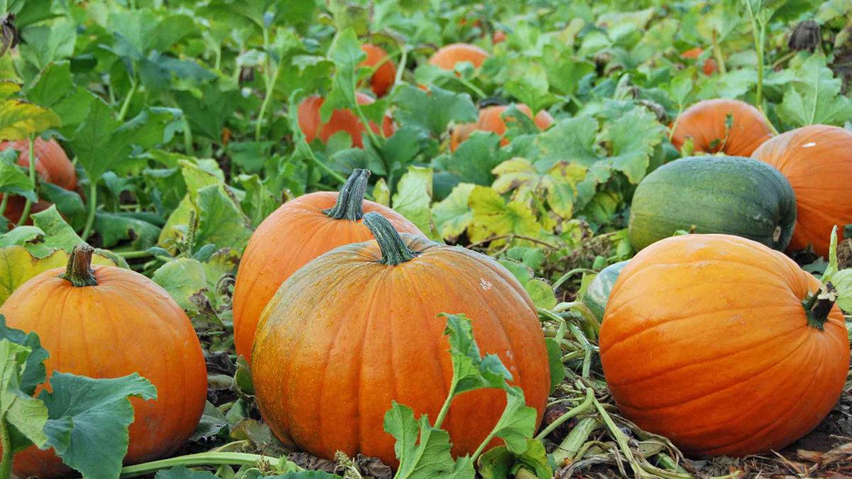 Vergilerle Yaşamaya Oldukça Alışan Bizleri Bile Şaşırtacak Olan, Amerika’daki İlginç Vergiler