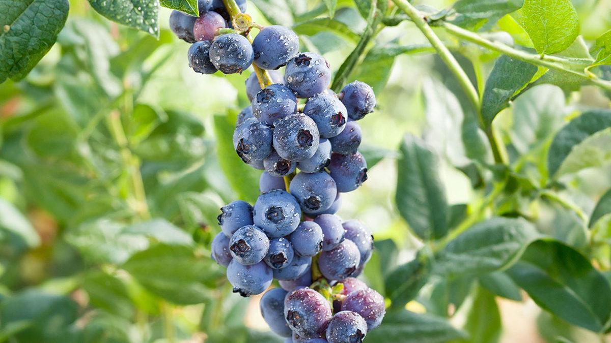 Vergilerle Yaşamaya Oldukça Alışan Bizleri Bile Şaşırtacak Olan, Amerika’daki İlginç Vergiler