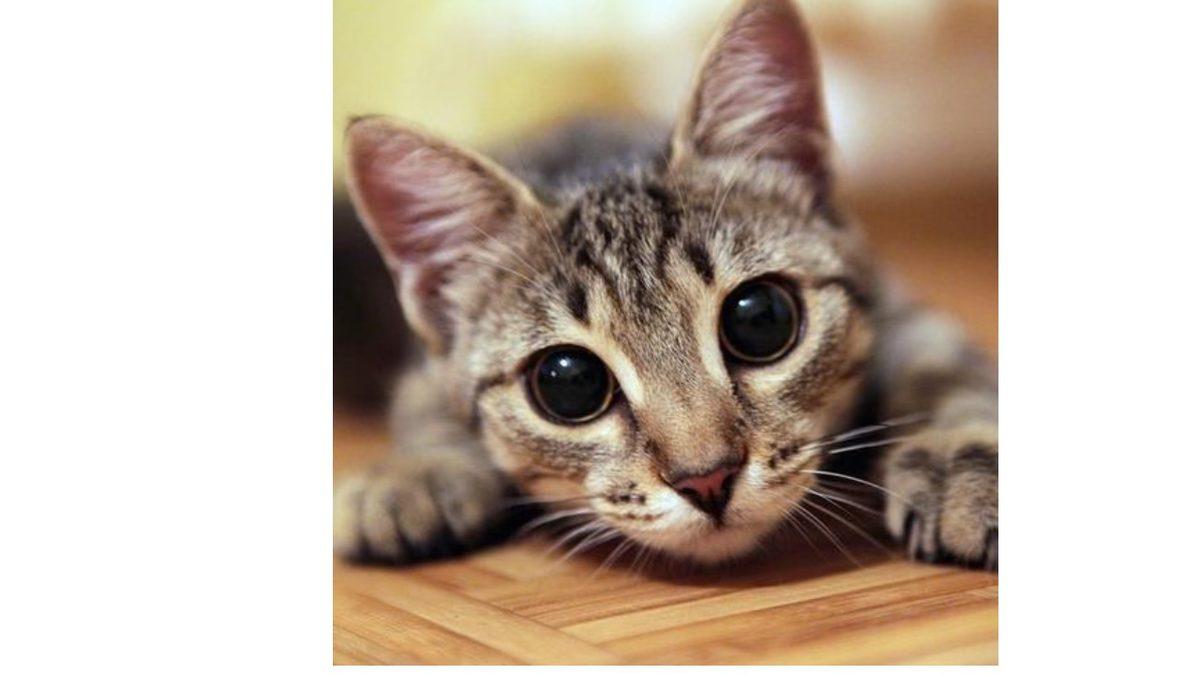 Kedilerin Gözlerinin Bazen Yusyuvarlak Olmasının Avcılık İçgüdülerine Dayanan İlginç Sebebi