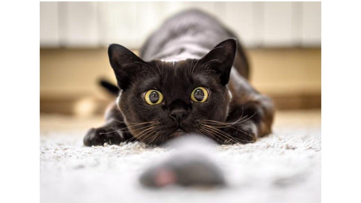 Kedilerin Gözlerinin Bazen Yusyuvarlak Olmasının Avcılık İçgüdülerine Dayanan İlginç Sebebi