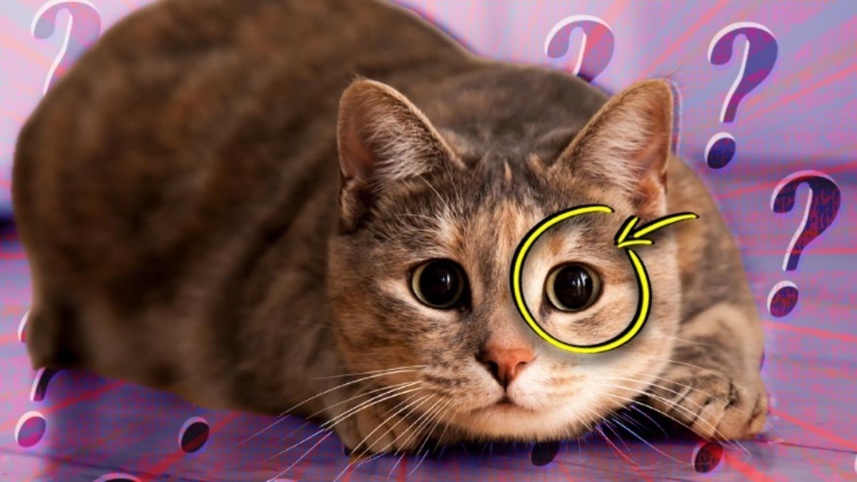 Kedilerin Gözlerinin Bazen Yusyuvarlak Olmasının Avcılık İçgüdülerine Dayanan İlginç Sebebi