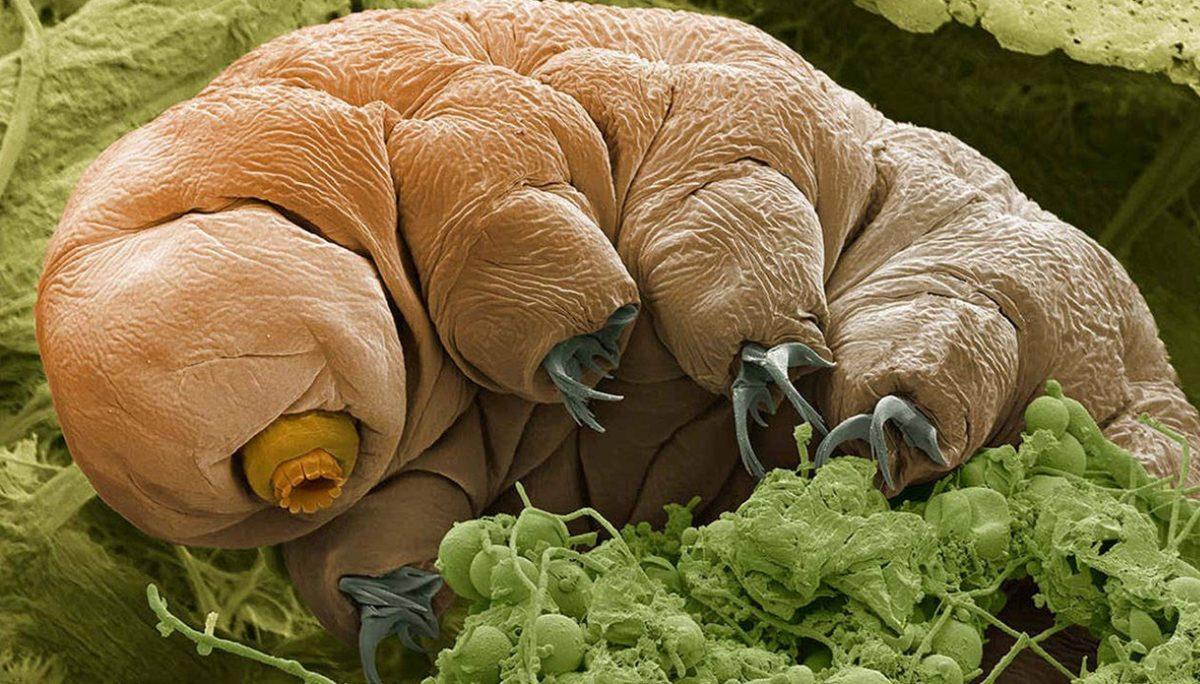 30 Yıl Boyunca Yemek Yemeden Hayatta Kalabilen ve -270 ila 150 Dereceye Dayanabilen Su Ayılarının Gerçeküstü Denebilecek Özellikleri