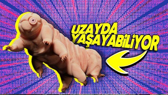 30 Yıl Boyunca Yemek Yemeden Hayatta Kalabilen ve -270 ila 150 Dereceye Dayanabilen Su Ayılarının Gerçeküstü Denebilecek Özellikleri