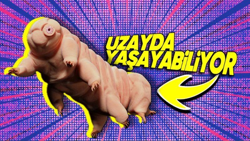 30 Yıl Boyunca Yemek Yemeden Hayatta Kalabilen ve -270 ila 150 Dereceye Dayanabilen Su Ayılarının Gerçeküstü Denebilecek Özellikleri