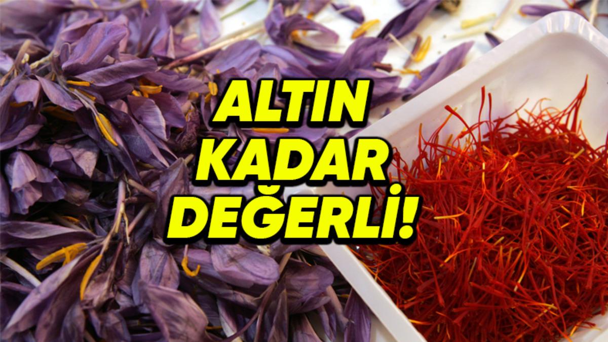 4 Gramının Fiyatı Neredeyse 1 Gram Altına Denk Olan Safran’ı Bu Kadar Pahalı Yapan Nedir?