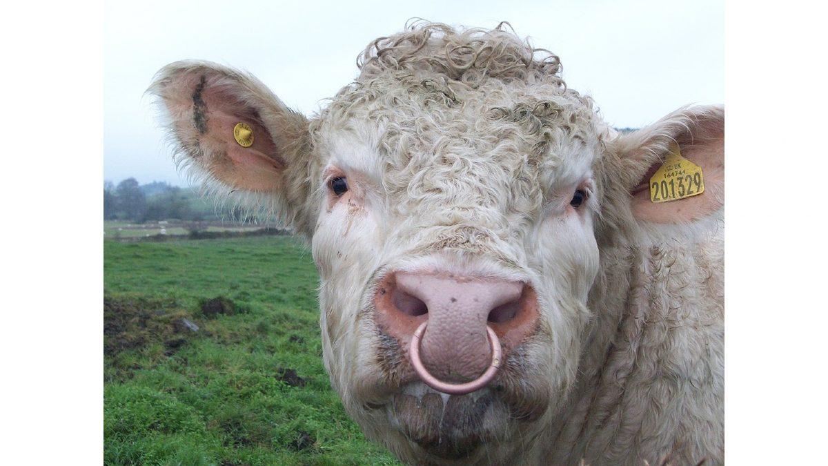 Sebebi Canınızı Sıkabilir: Boğaların Burnuna Neden Piercing Gibi Halka Takıyorlar?