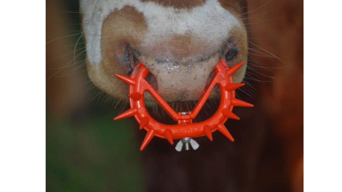 Sebebi Canınızı Sıkabilir: Boğaların Burnuna Neden Piercing Gibi Halka Takıyorlar?