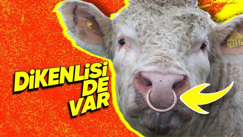 Sebebi Canınızı Sıkabilir: Boğaların Burnuna Neden Piercing Gibi Halka Takıyorlar?