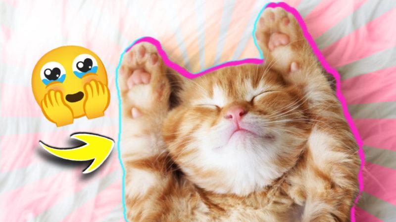 Kedileri Bu Kadar Sevimli Bulmamızın Bilimsel Sebebini Açıklıyoruz: Onları Bağdaştırdığımız Bir Şey Var!