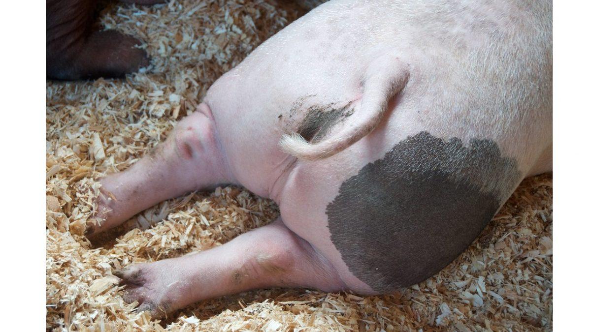 Domuzlar ve Kemirgenler Nasıl Oluyor da Popolarından Nefes Alabiliyor? (Gelecekte İnsanlarda da Mümkün Olabilir!)