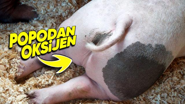 Domuzlar ve Kemirgenler Nasıl Oluyor da Popolarından Nefes Alabiliyor? (Gelecekte İnsanlarda da Mümkün Olabilir!)