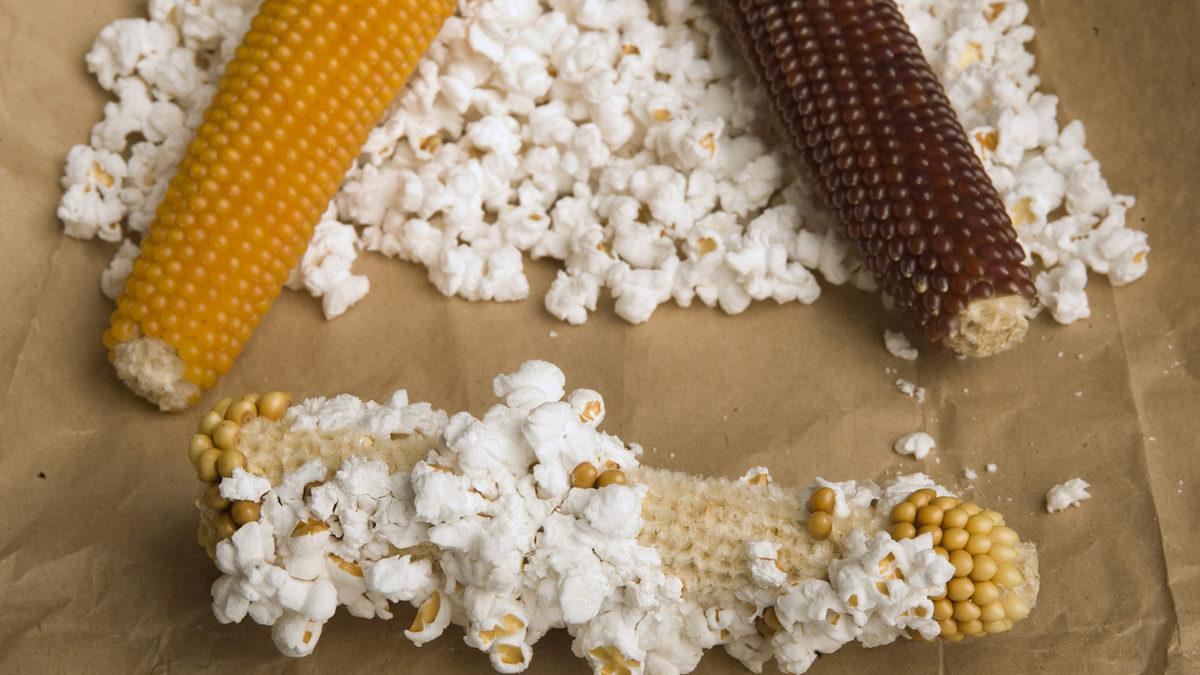 Patlamış Mısırın Tarihinin Kaç Yıllık Olduğunu Sorsak Ne Cevap Verirdiniz? Sandığınızdan Çok Çok Daha Eski!