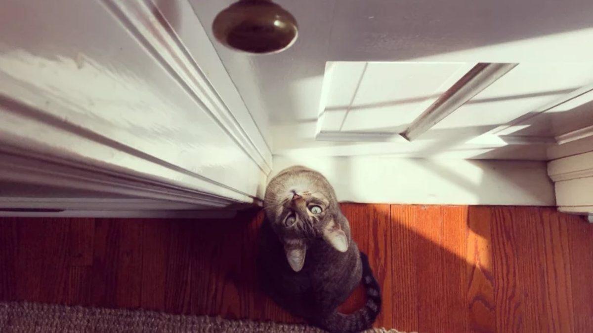 Art Arda Gelen Miyavlamalardan Fazlası: Kediler Kapalı Bir Kapının Arkasında Kaldığında Neden Âdeta Deliye Döner?