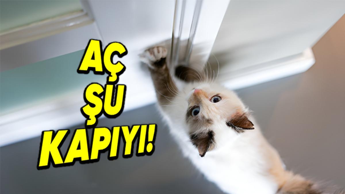 Art Arda Gelen Miyavlamalardan Fazlası: Kediler Kapalı Bir Kapının Arkasında Kaldığında Neden Âdeta Deliye Döner?