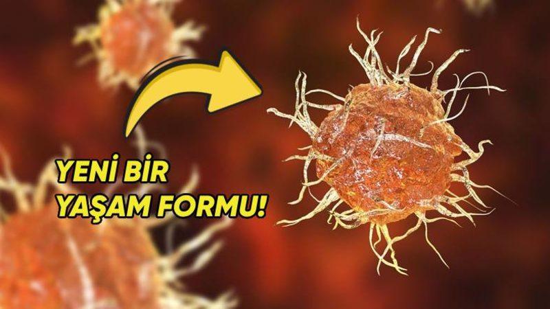Yaşam ile Ölüm Arasında Kalmış Canlılar Var! Bilim İnsanları Yeni Bir Yaşam Formu Keşfetti