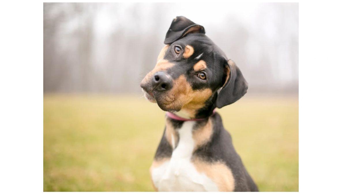 Fotoğraf Çekilirken Başımızı Otomatik Olarak Yana Eğmemizin Kameranın İcadından Bile Önceye Dayanan İlginç Sebebi