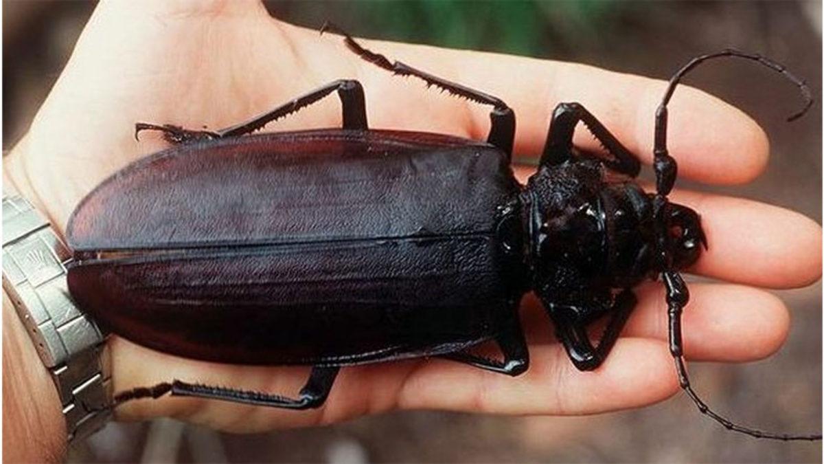 Normalde Küçük Boyutlarda Olan Böcekler Tropikal Bölgelerde Nasıl Oluyor da Devasa Boyutlara Ulaşıyor?